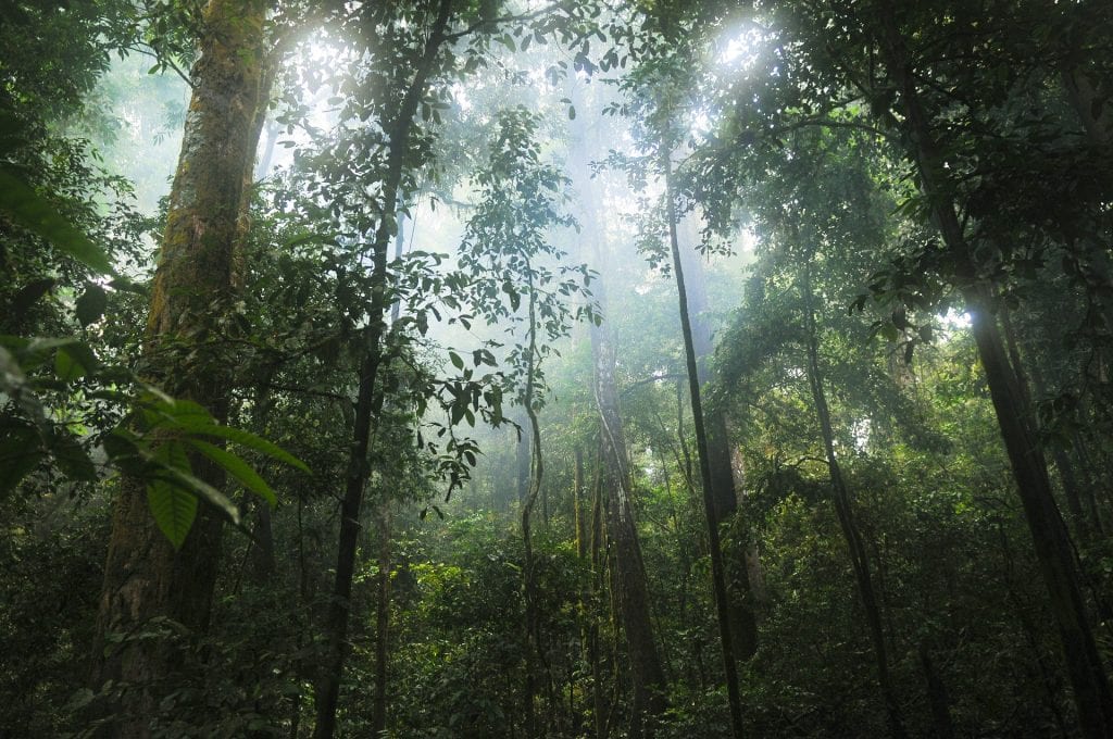 The World Lost a Belgium-sized Area of Primary Rainforests Last Year