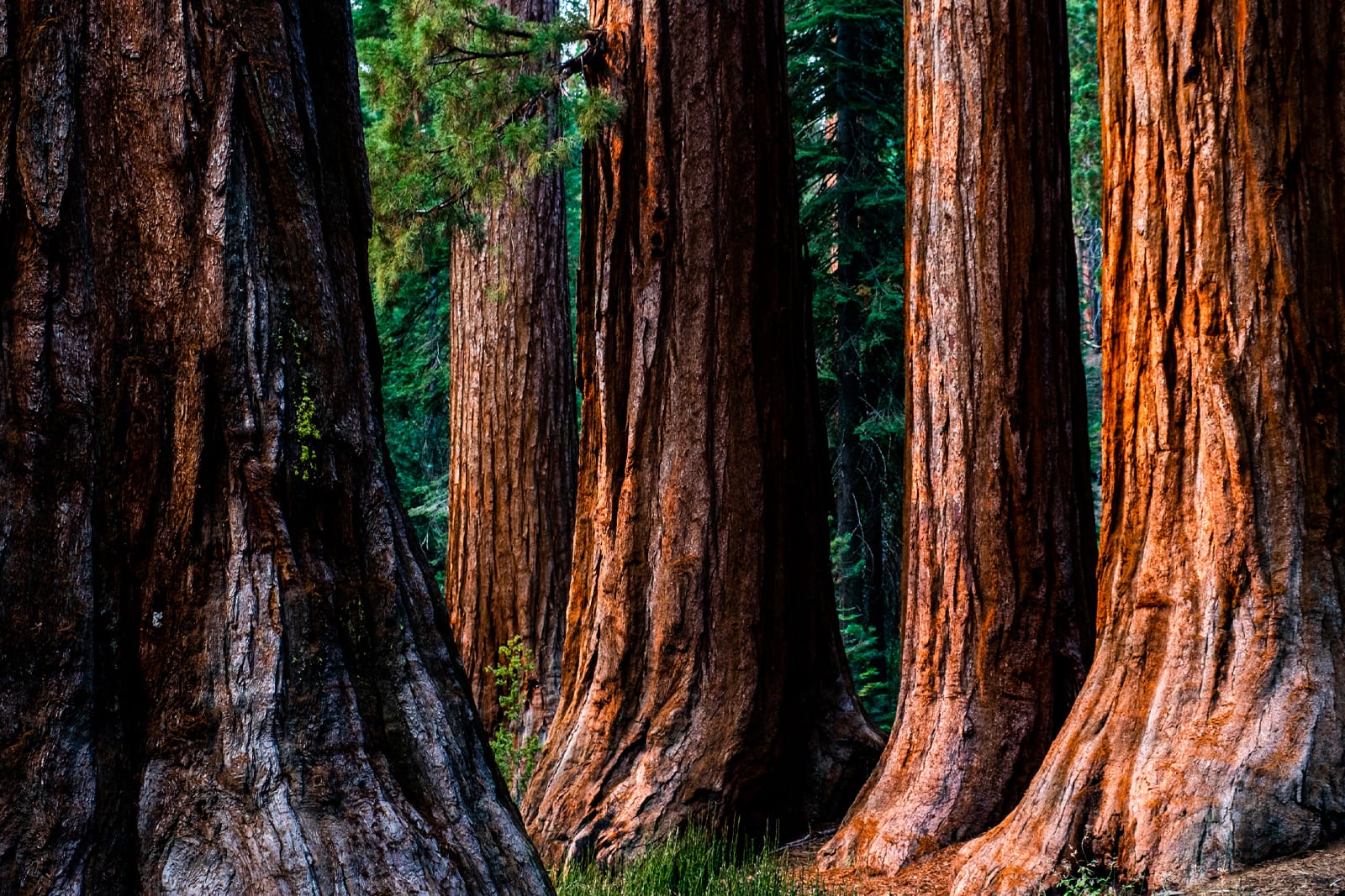 Redwoods National Park, California