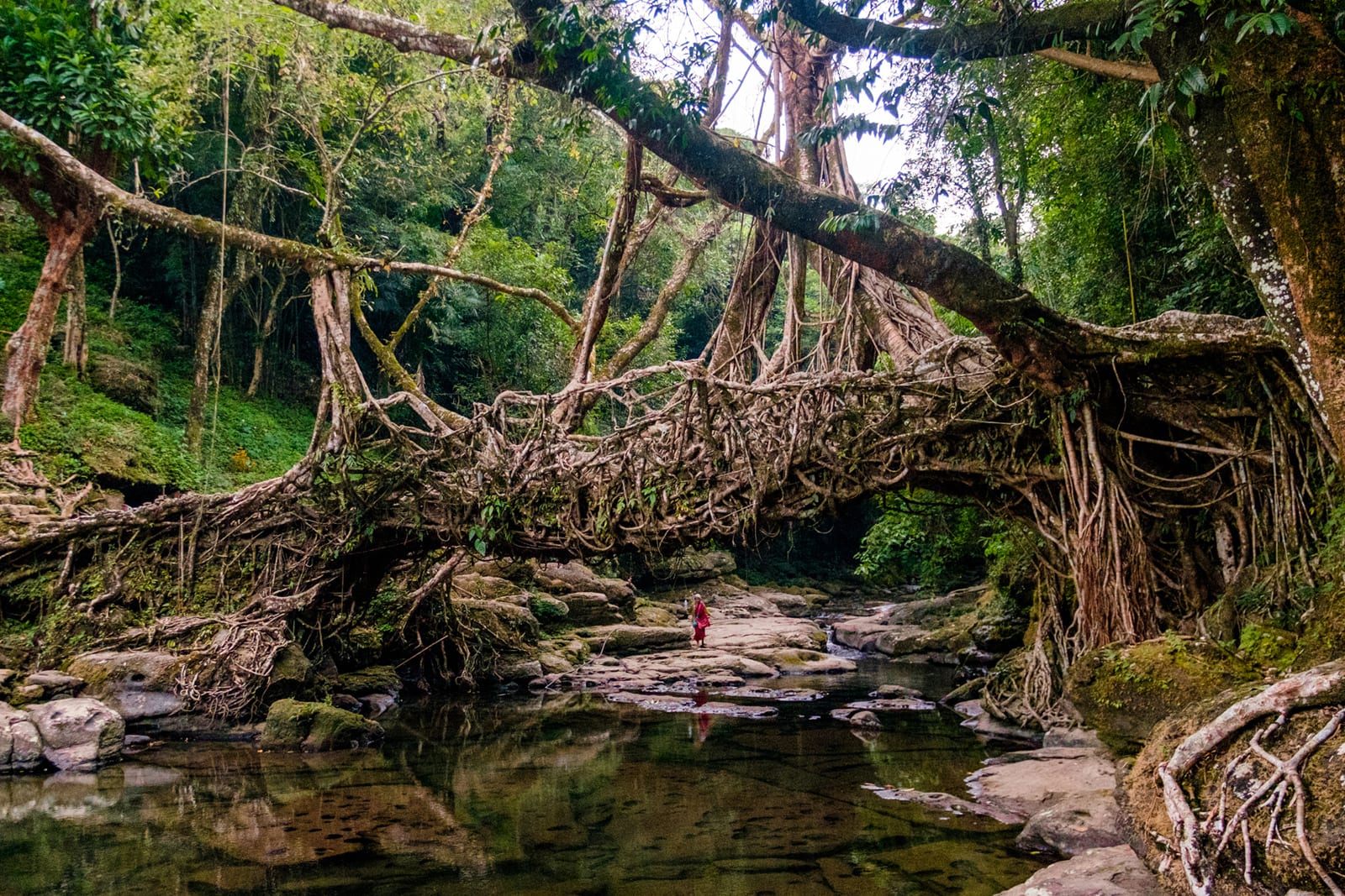 RootBridgeMeghalaya_Hoshner_DSCF4979.1