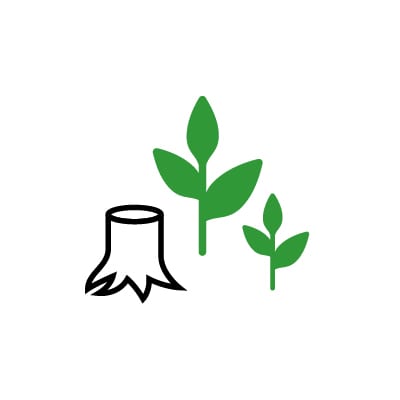 reforestry