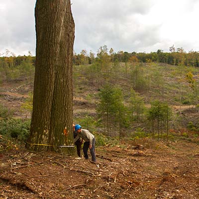 Natural Infrastructure and Forest Resilience in the U.S.