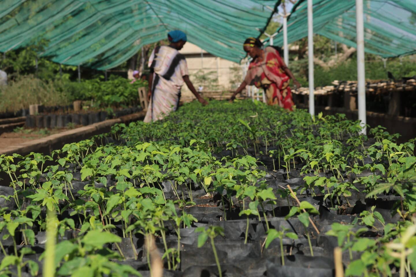 Two people tending to a large row of saplings.