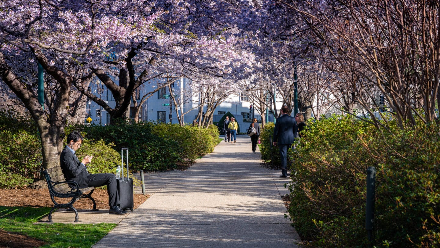 “Heritage tree” designation protocol can protect old or culturally significant trees