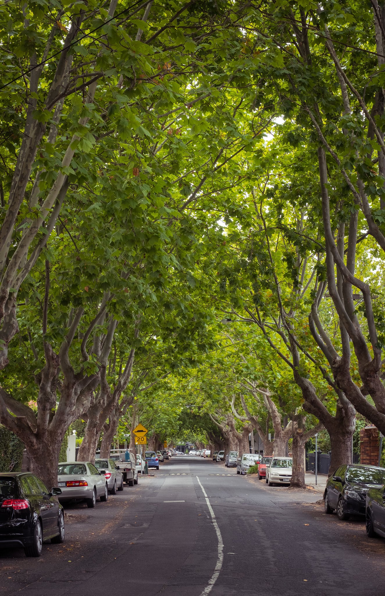 Leaves, South Yarra, Melbourne. Photo: a.canvas.of.light, Flickr.