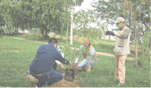 <p>Planting of tropical dry forest tree species in La Popa Hill, Cartagena</p>