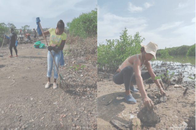 <p>Planting of mangrove seedlings in La Virgen saltwater lagoon, Cartagena</p>