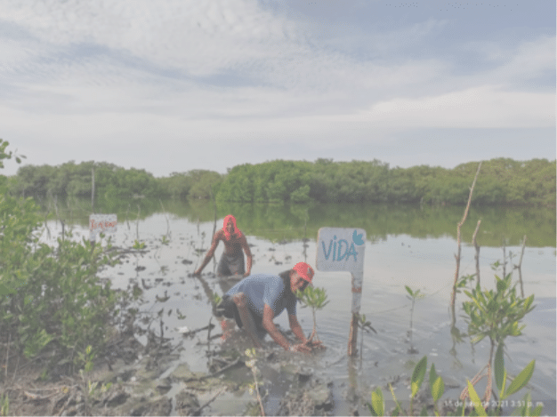 <p>Planting of mangrove seedlings in La Virgen saltwater lagoon, Cartagena</p>