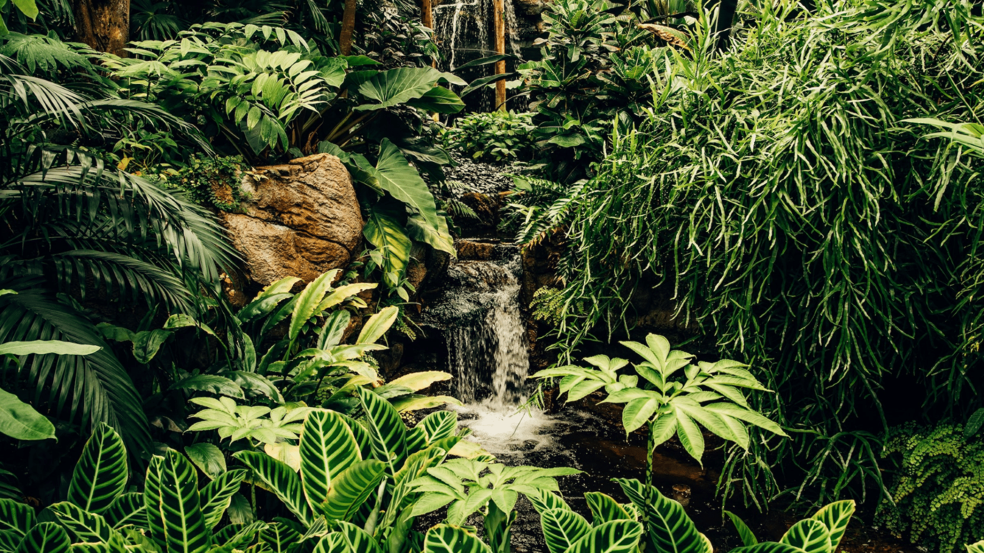 A variety of trees and other plants surrounding a waterfall.