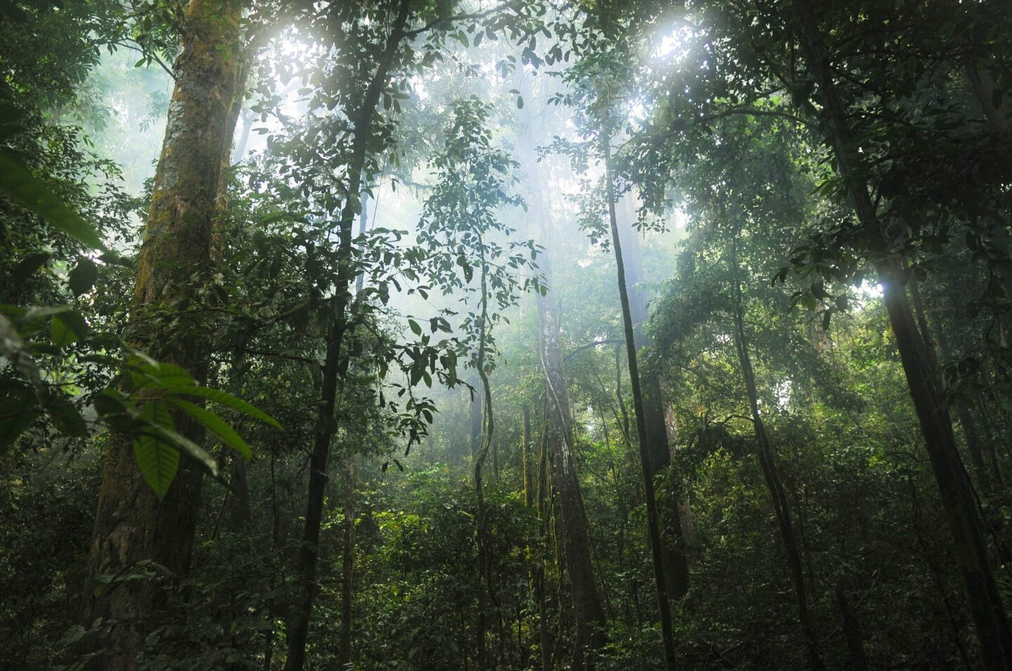 The World Lost a Belgium-sized Area of Primary Rainforests Last Year