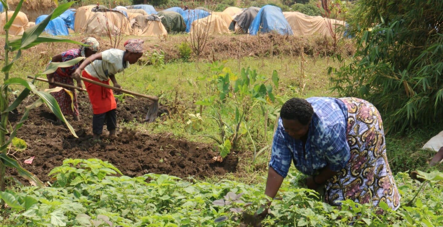 Three women planting saplings and hoeing dirt in a large field.