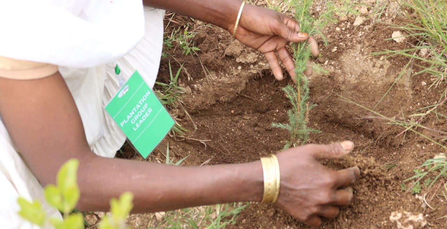 A close up of a woman's hands planting a sapling into the ground.