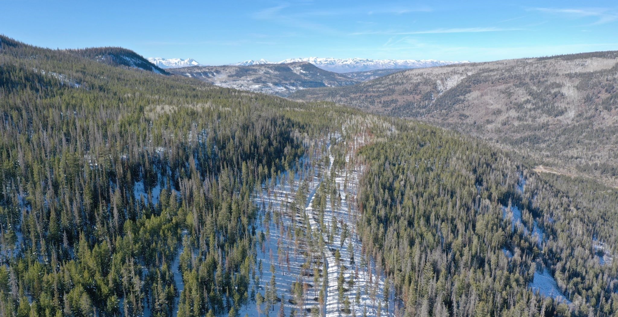 A patch of thinned forest, known as a "fuel break" within a dense conifer forest on a snowy mountain.