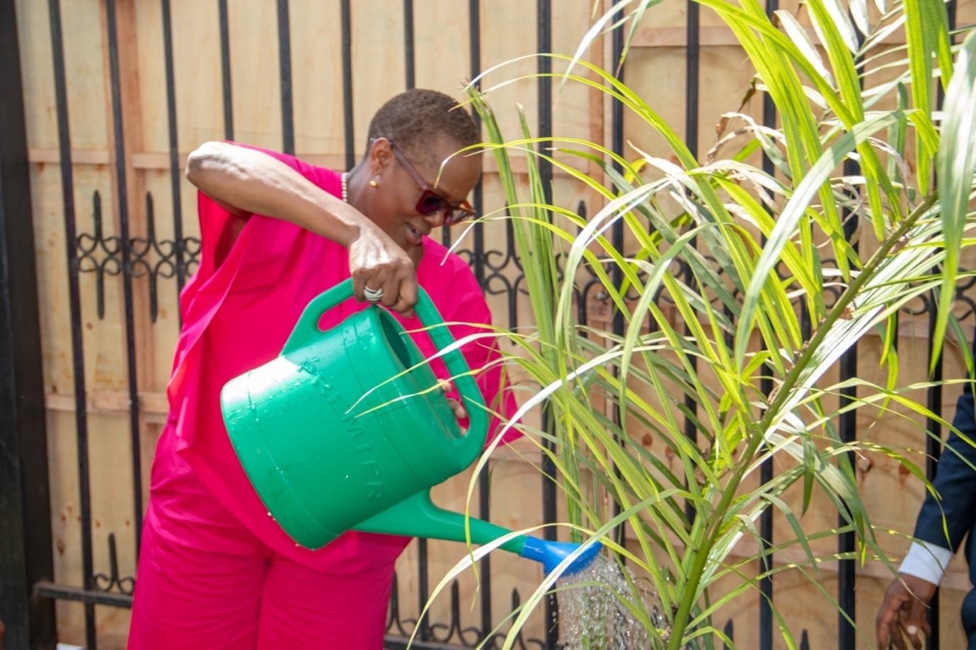 A woman waters a newly-planted sapling with a watering can.